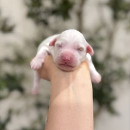 Chai - Parti male Goldendoodle puppy in Rio Linda, California from Plush Doodles