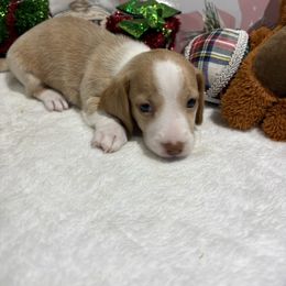 Cream piebald dapple female - Piebald female Dachshund puppy in Pleasant Plains, Arkansas from JGBs Dachshunds