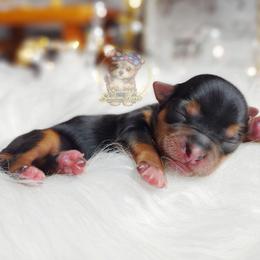 Korean Tala - Black and tan female Morkie puppy in Barren Springs, Virginia from Seeking Shalom Acres Maltese, Maltipoos & Havamalts