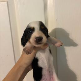 Athena - Piebald female Dachshund puppy in Conroe, Texas from Dots Dachshunds