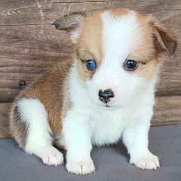 Maisy - Sable female Pembroke Welsh Corgi puppy in Checotah, Oklahoma from Skoal Creek Corgi's