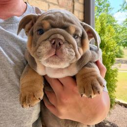 Greg - Lilac tri-color male Bulldog puppy in Hernando, Mississippi from Blues City Bulldogs
