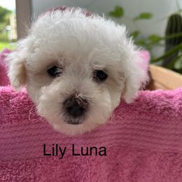 Maltipoo Puppies from Mary's Maltipoos