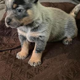 Liberty - Blue speckled female Australian Cattle Dog puppy in Sneedville, Tennessee from JoAnn's Australian Cattle Dogs