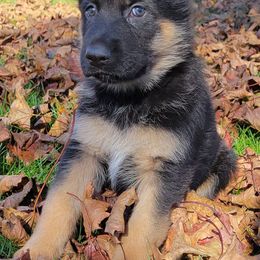 German Shepherds from GSD BFF INDIANA