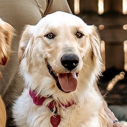 Honey - Golden Retriever