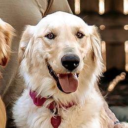 Honey - Golden Retriever