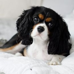 Gigi - Cavalier King Charles Spaniel