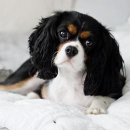 Gigi - Cavalier King Charles Spaniel
