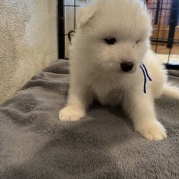 Blue - White male Samoyed puppy in Paulden, Arizona from Carefree Samoyeds & Deserthills Labradors