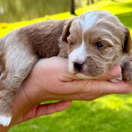 Honey - Apricot female Cavapoo puppy in Newville, Alabama from Southeast cavapoos