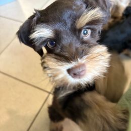 Sango - Liver female Miniature Schnauzer puppy in Oviedo, Florida from Tamed by Emmy (Emariella’s Miniature Schnauzers)