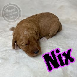 Nix - Apricot female Goldendoodle puppy in Anniston, Alabama from Mason Farmhouse Poodles, Doodles & Poos (Breeding & Stud Services)