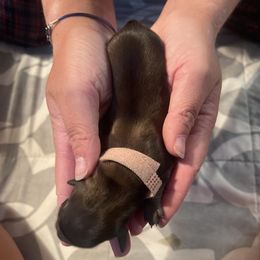 Dachshund Puppies from Temple’s Doxies