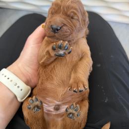 Yellow boy - Chestnut male Irish Setter puppy in West Haven, Utah from McClellan Setters