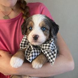 Bernedoodle Puppies from O’Hearon’s Amazing Puppies
