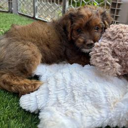 Sherry - Sable female Cockapoo puppy in Williamston, South Carolina from Sassy Bob’s Dogs