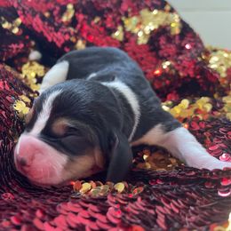 Girl 2 - Black brown and white female Basset Hound puppy in Woodruff, South Carolina from LONG EARS FARM AKC BASSET HOUNDS