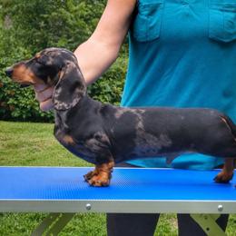 Jamba Juice - Dachshund