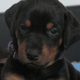 Doberman Pinscher Puppies from Dagobah Dobermans