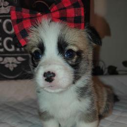 Nala - Sable female Pembroke Welsh Corgi puppy in Saint John, Washington from Fuzzbutt Farm's Corgis