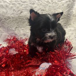 Ash - Parti male Yorkshire Terrier puppy in Parma Heights, Ohio from Yorkie Darlings ANGELHEARTS YORKIES
