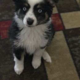 Toy Australian Shepherd All Grown Up from The Ranch of the Sun Toy Aussies