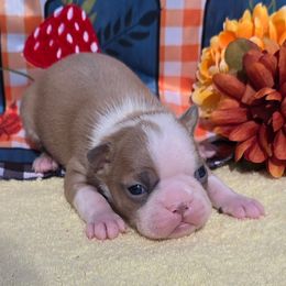 Blue fawn boy - Blue male Boston Terrier puppy in Corsicana, Texas from JT Bostons
