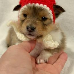 SPIDERMAN - Sable & white male Toy Shetland Sheepdog puppy in Livonia, Michigan from M7’s Shelties, Toonies & AussieDoodles