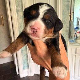 Gimme - Tri-color female Bernedoodle puppy in Royse City, Texas from Platinum Bernedoodles of Texas
