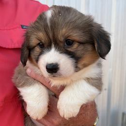 Jade - Green Collar Female - Red female Pembroke Welsh Corgi puppy in Victoria, Texas from Clear Creek Corgis