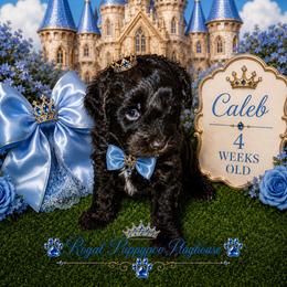 Caleb - Brown male Schnoodle puppy in Demorest, Georgia from Royal Puppypoo Playhouse