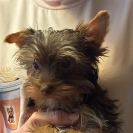 Puppy 2 - Chocolate and tan male Yorkshire Terrier puppy in Elizabeth, Indiana from Dwayne’s Yorkshire Terriers