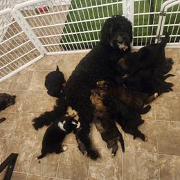 Bernedoodle Puppies from Adorable Dixie Doodles