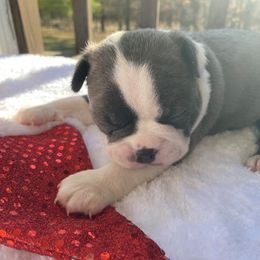 Boston Terrier Puppies from Boston Kup Breeders