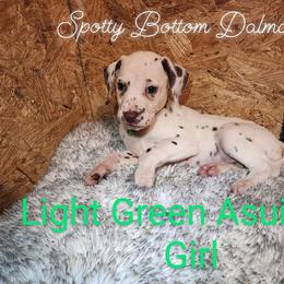 Dalmatian Puppies from Spotty Bottom Dalmatians