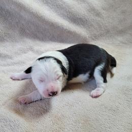 Swan - Black and white male Border Collie puppy in Morgan, Texas from Shooting Star Ranch