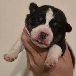 Girl 1 - Black and white female American Corgi puppy in Tallahassee, Florida from Koko's Korgis