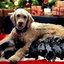 Goldendoodle Puppies from Southern Olive Doodles 🫒