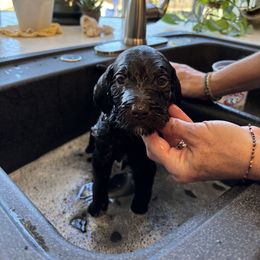 Bernedoodle Puppies from Grandview Bernedoodles