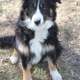 Luna - Border Collie