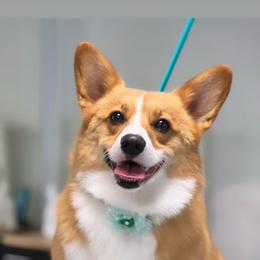 Pembroke Welsh Corgi All Grown Up from Early Spring Corgis