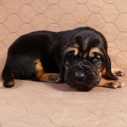 Bloodhounds from Trackers Choice