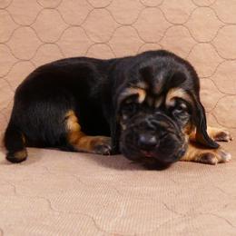 Bloodhounds from Trackers Choice