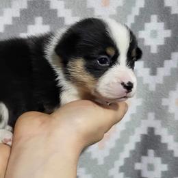 American Corgis and Pembroke Welsh Corgis from Arrow J Corgi Company