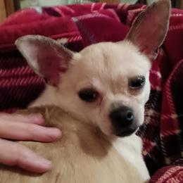 Gemma - Cream female Chihuahua puppy in Murphy, North Carolina from Ay Chihuahua's