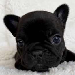 Peaches - Black female French Bulldog puppy in Gilbert, Arizona from Gilbert Puppies