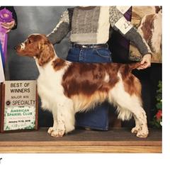 Boulder - Welsh Springer Spaniel