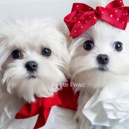 Vivi - White female Maltese puppy in Tampa, Florida from Petite Pawz