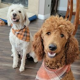 Goldendoodles from Q Doodles
